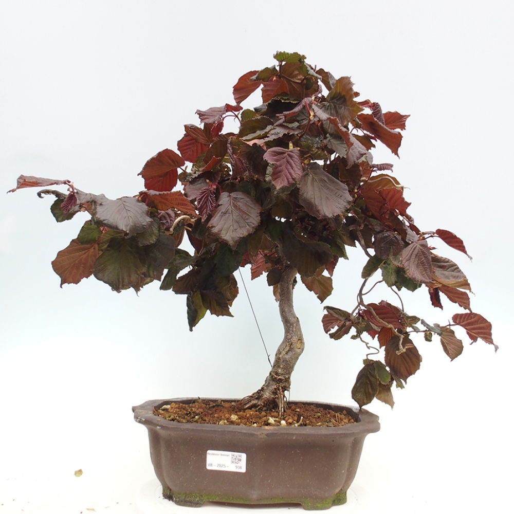 Outdoor bonsai - Corylus Avellana Red Majestic - Common hazel