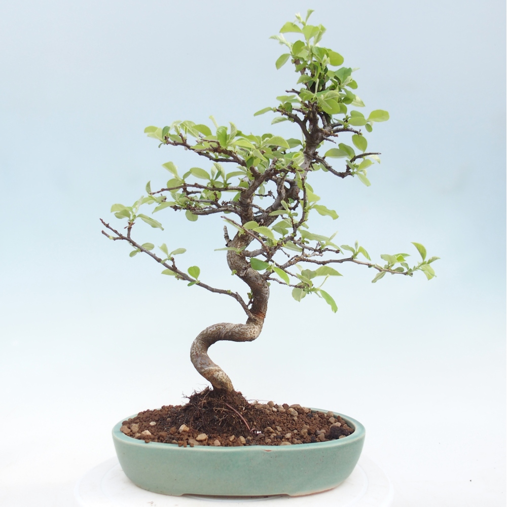 Outdoor bonsai - Chaneomeles chinensis