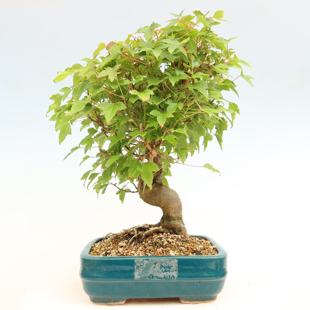 Outdoor bonsai - Maple Burger - Acer Burgerianum