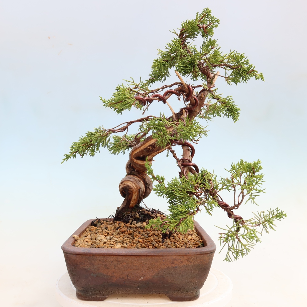 Outdoor Bonsai - Juniperus chinensis Itoigawa - Chinese Juniper