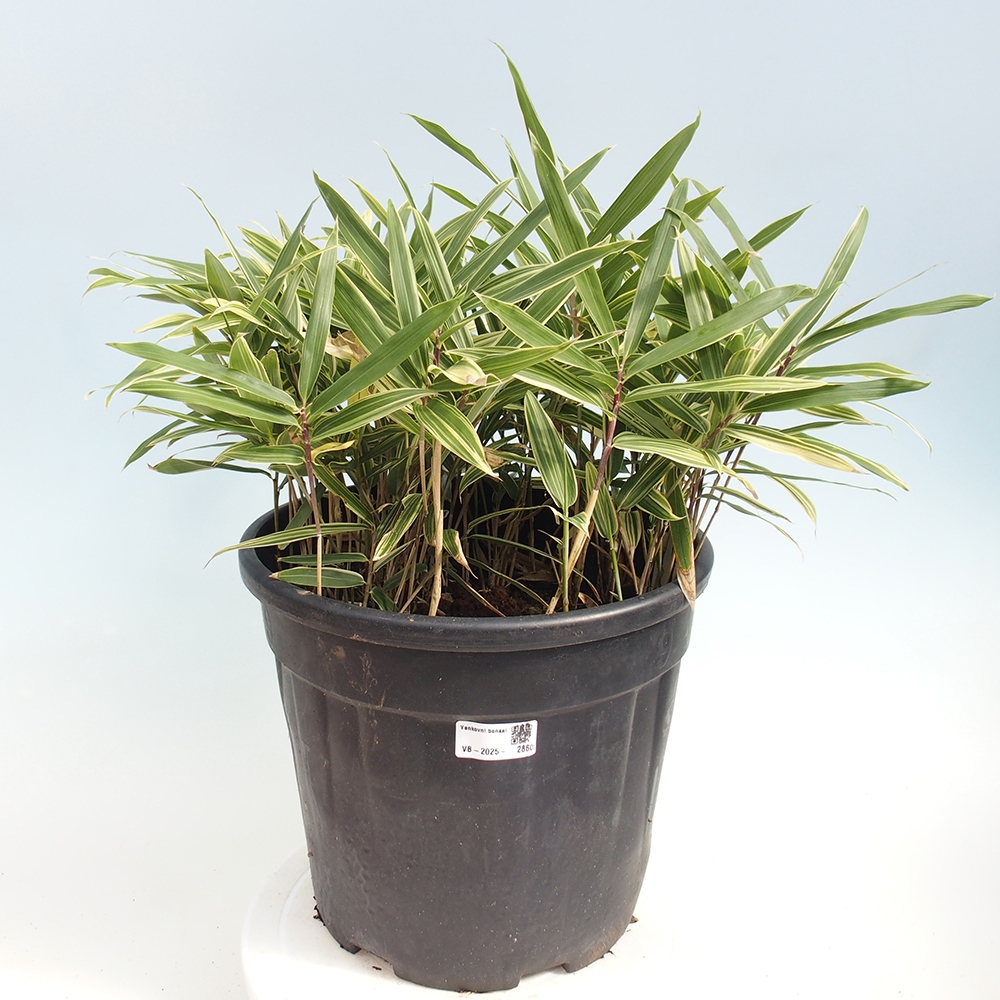 Outdoor bonsai - Sasaella masamuneana Albostriata - Bamboo