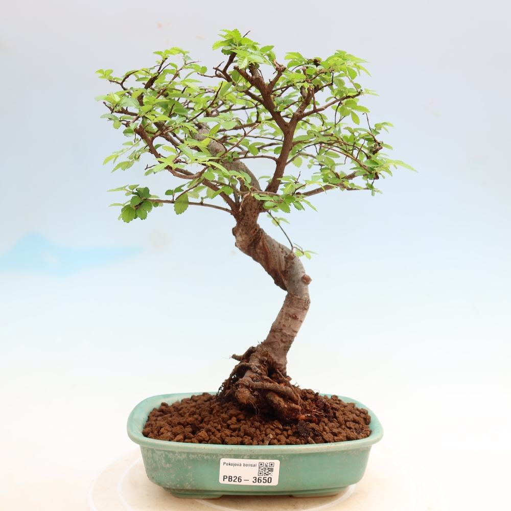 Room bonsai - Ulmus parvifolia - Small-leaved elm