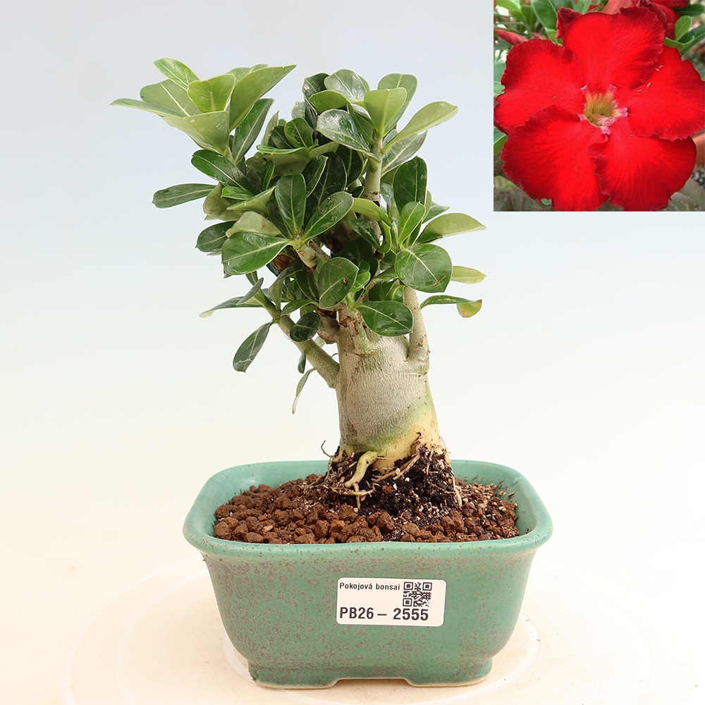 Indoor Bonsai - Adenium obesum Red Star - Desert Rose