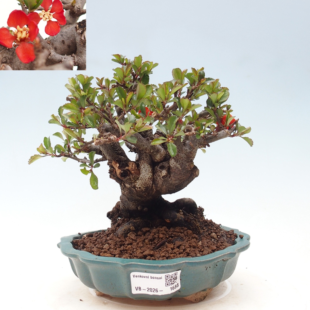Outdoor bonsai - Chaneomeles speciosa - Quince