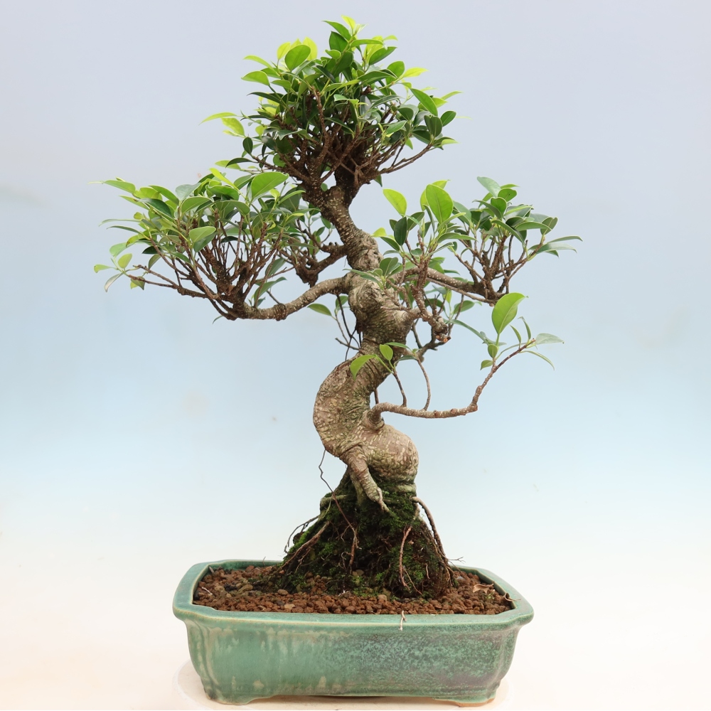 Room bonsai - Ficus kimmen - small-leaved ficus