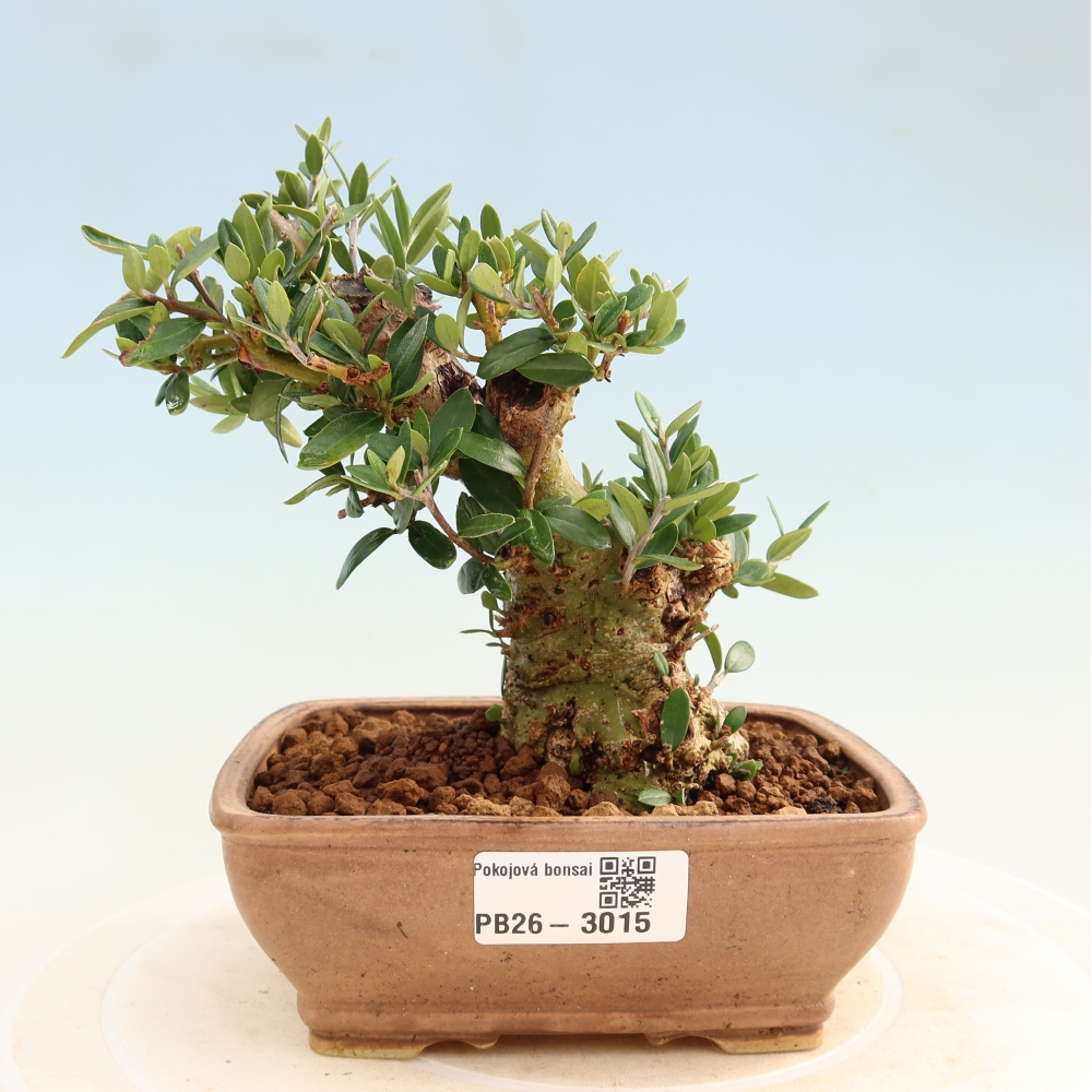 Indoor bonsai - Olea europaea sylvestris