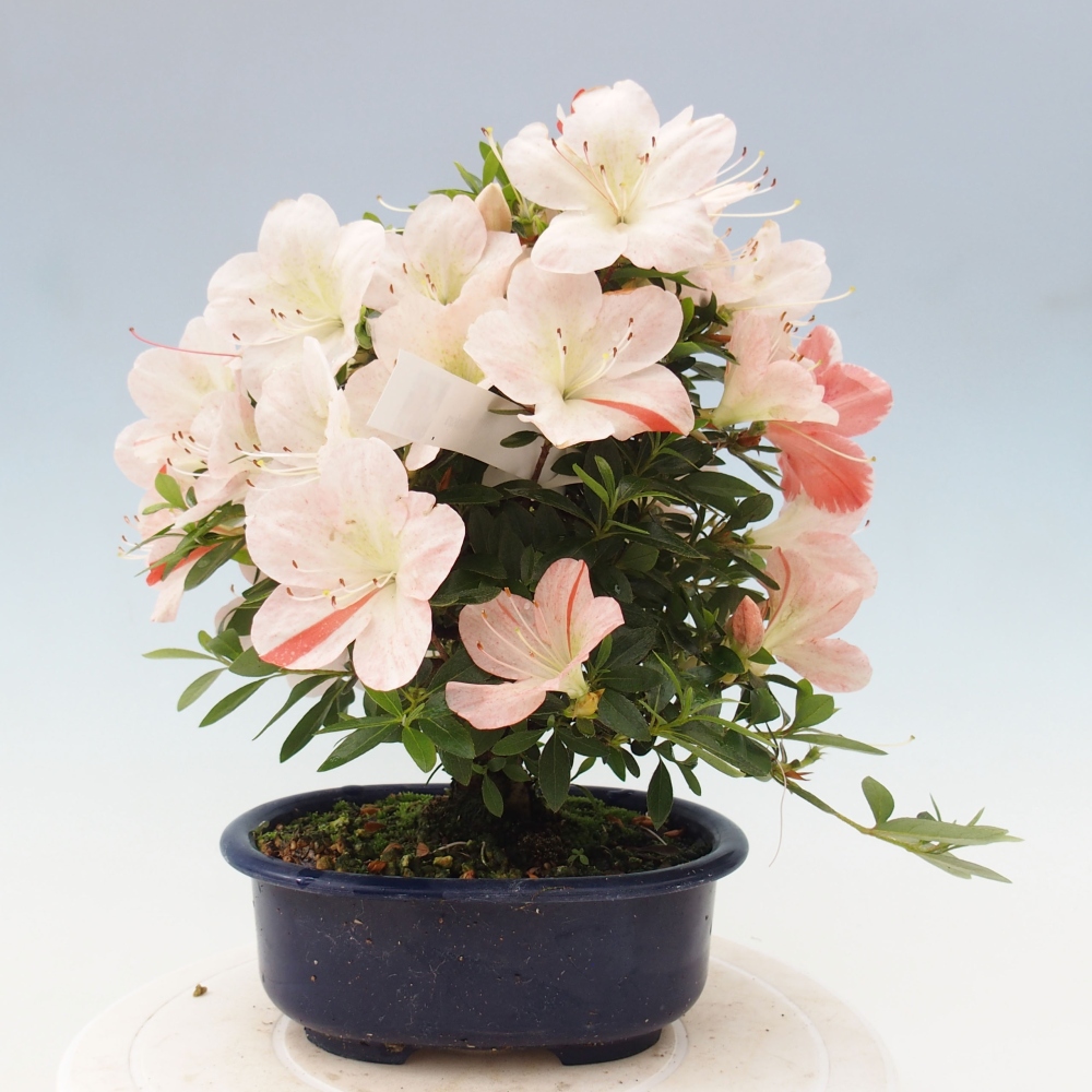 Outdoor bonsai - Japanese azalea - Azalea Asazakura