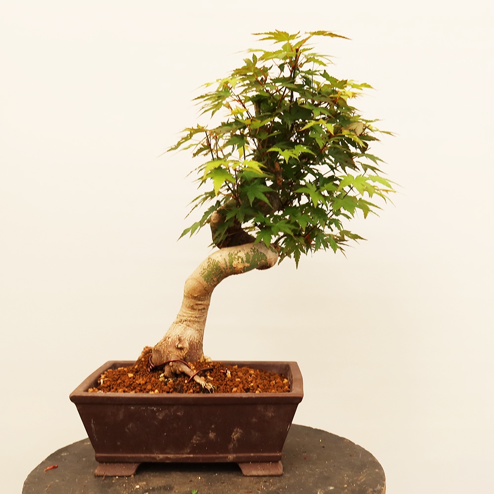 Outdoor bonsai - Maple palmatum - Palms