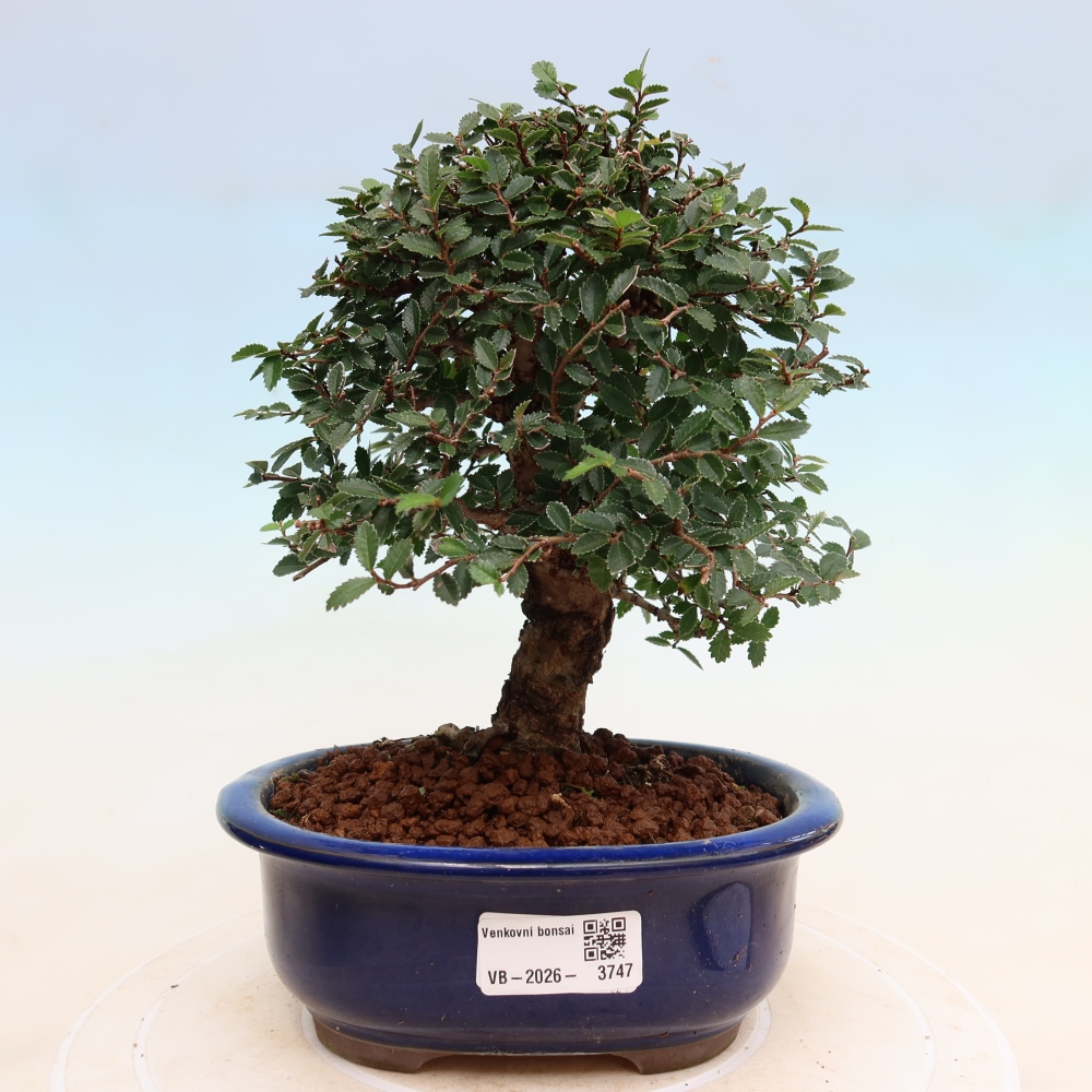 Outdoor bonsai - Zelkova - Zelkova NIRE