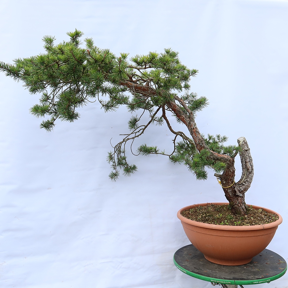 Pinus sylvestris Spain - Scots pine