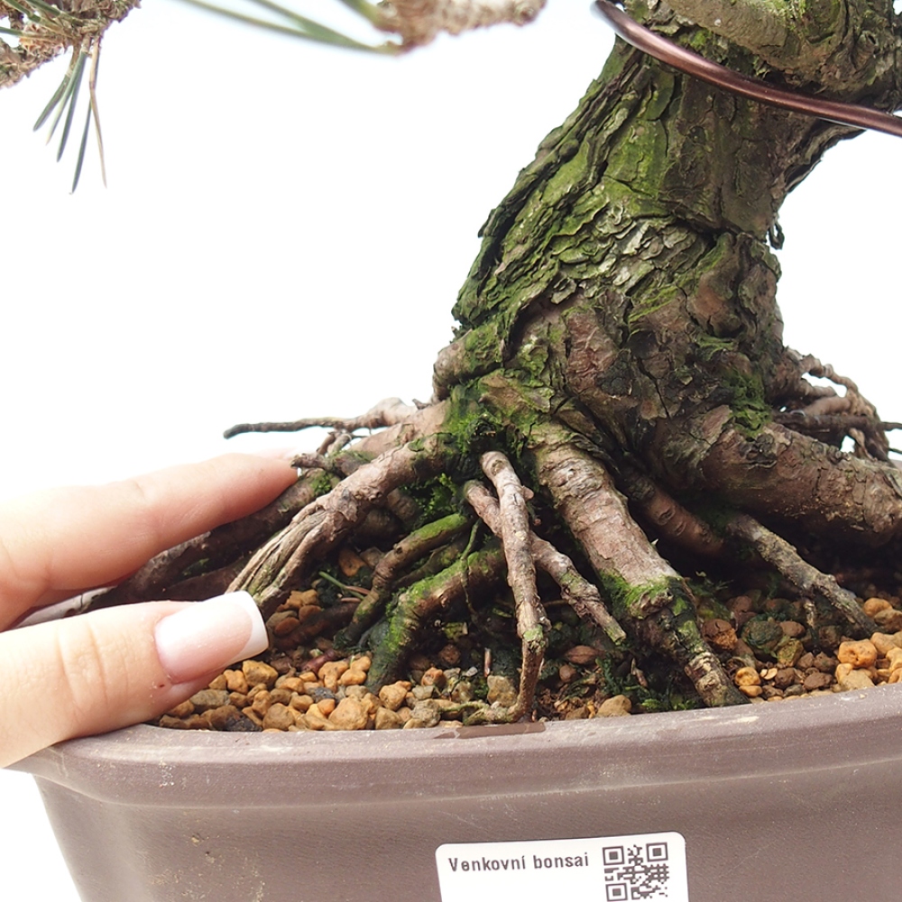 Outdoor bonsai - Pinus thunbergii Kotobuki - Thunberg pine