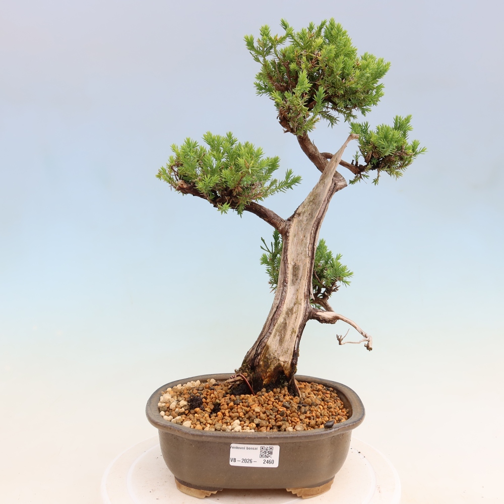 Outdoor Bonsai - Juniperus squamata – Scaly Juniper