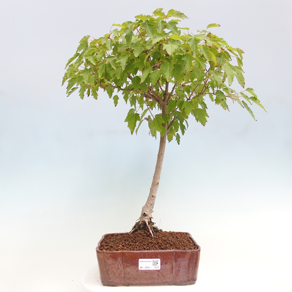 Outdoor bonsai - Acer ginala - Fiery maple