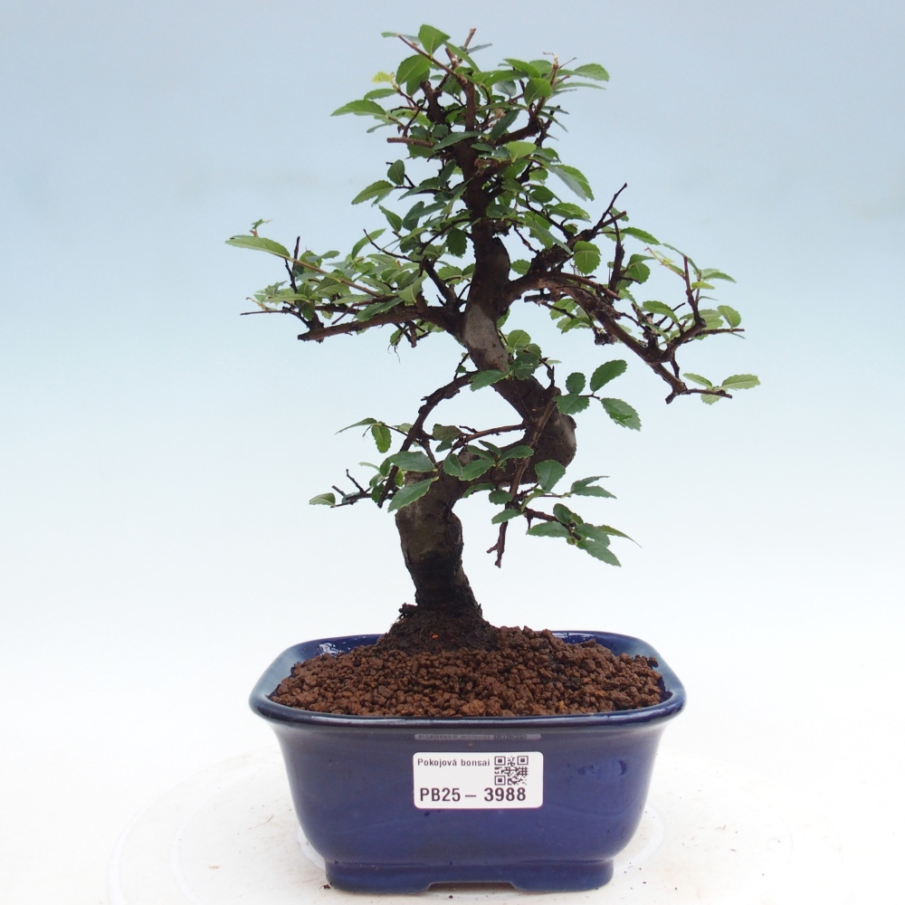 Room bonsai - Ulmus parvifolia - Small-leaved elm