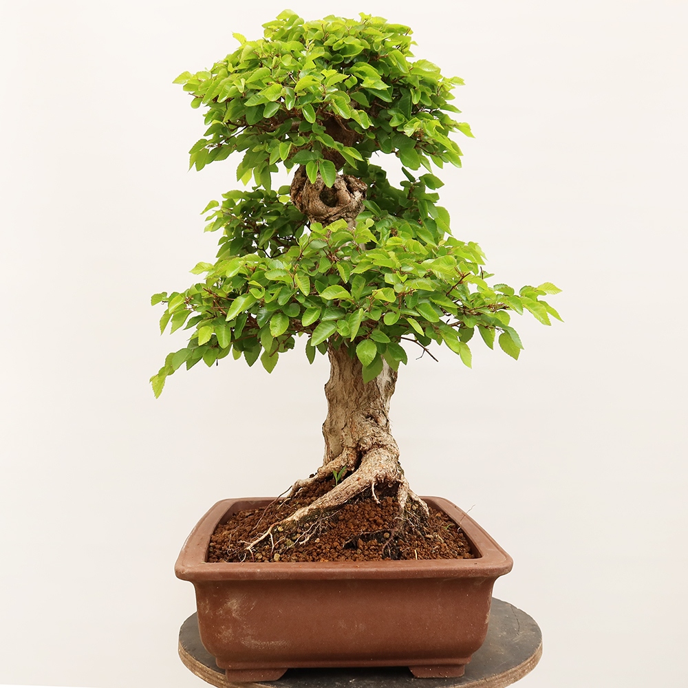 Outdoor bonsai - Carpinus Coreana - Korean hornbeam