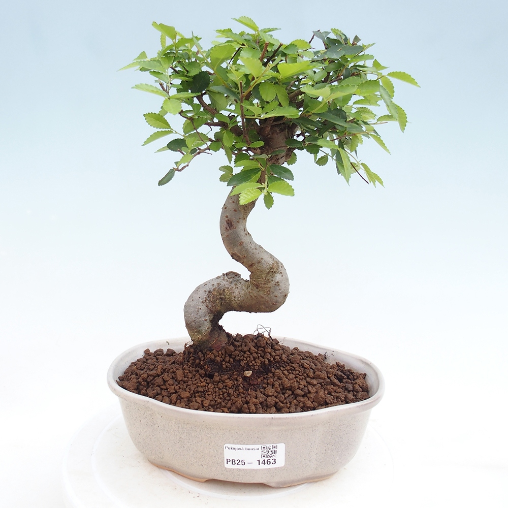Indoor bonsai - Ulmus parvifolia - Small-leaved elm