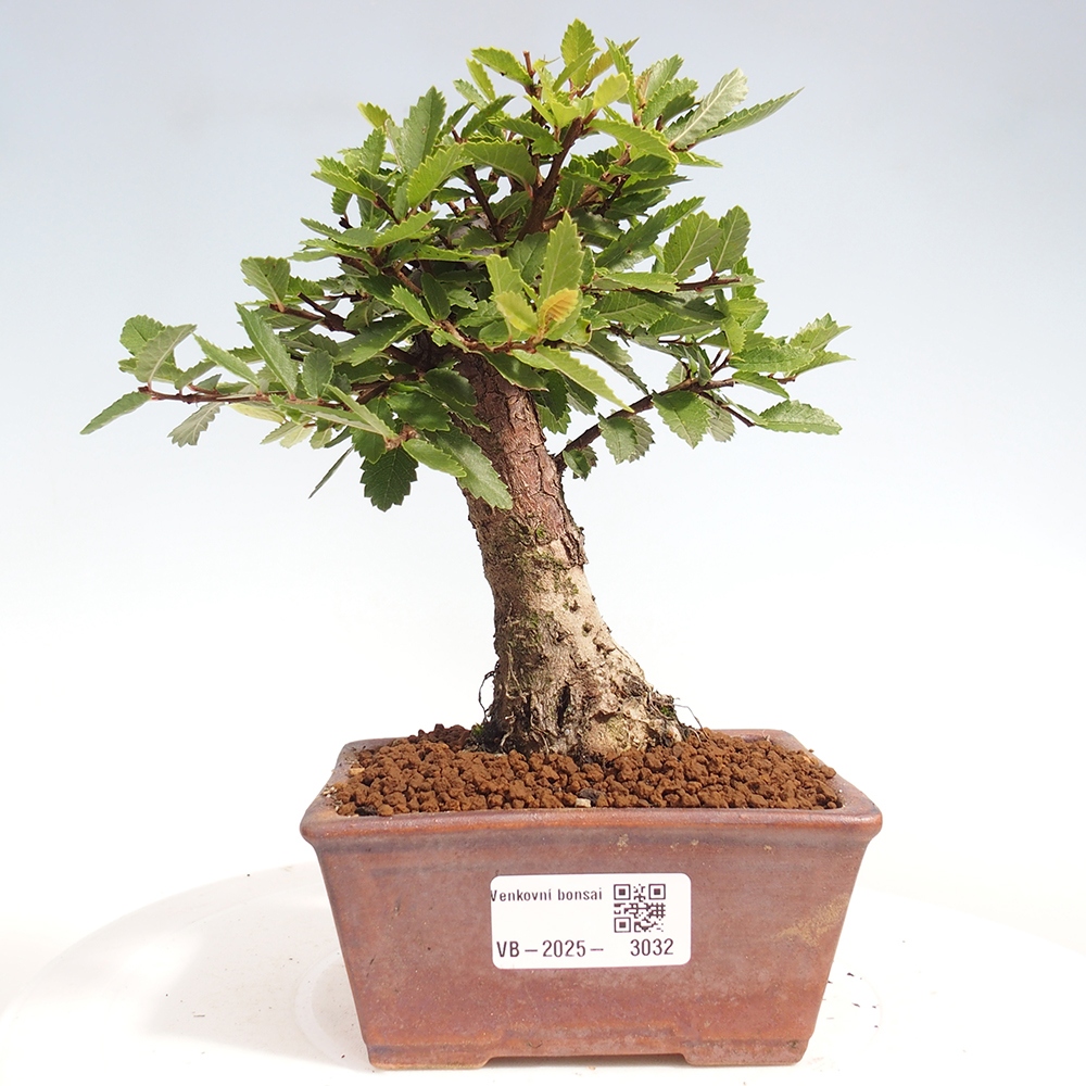 Outdoor bonsai - Zelkova - Zelkova NIRE