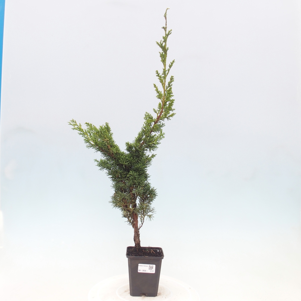 Outdoor bonsai - Juniperus chinensis Kishu