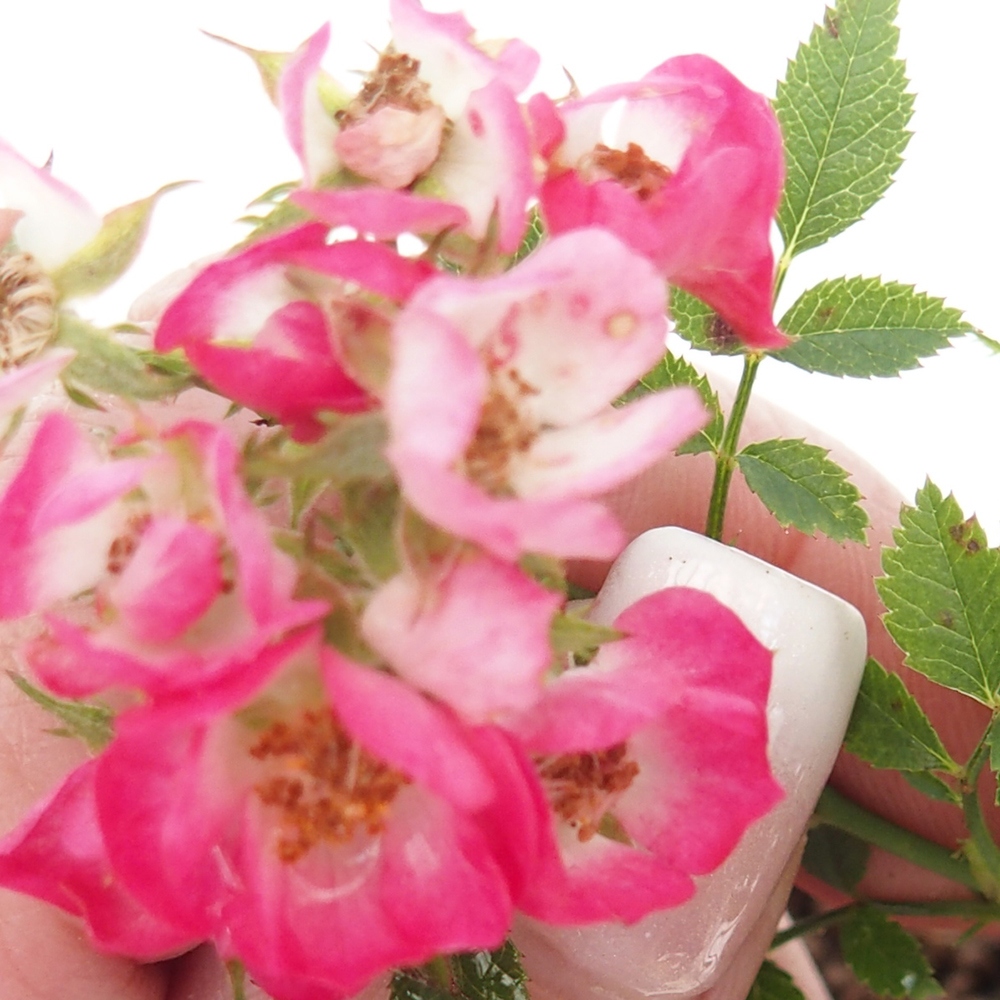 Outdoor bonsai - Rosa Cutie Pie - Roses