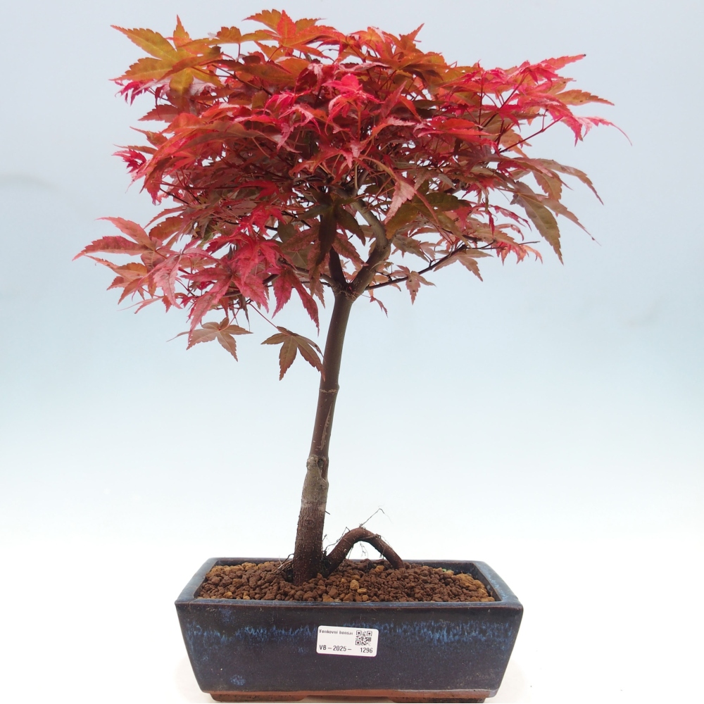 Outdoor bonsai - dlanitolistý Maple - Acer palmatum DESHOJO
