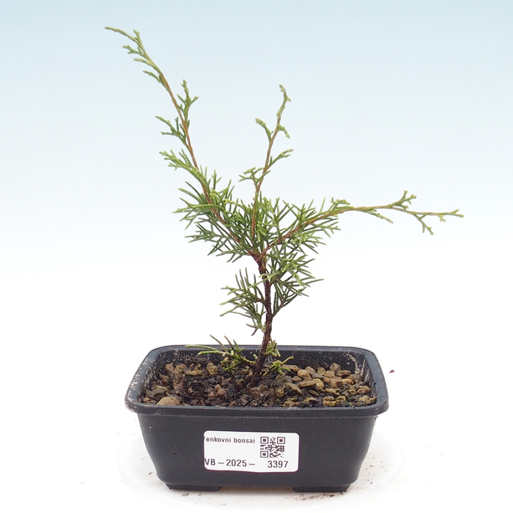 Outdoor bonsai - Juniperus chinensis Itoigawa - Chinese juniper