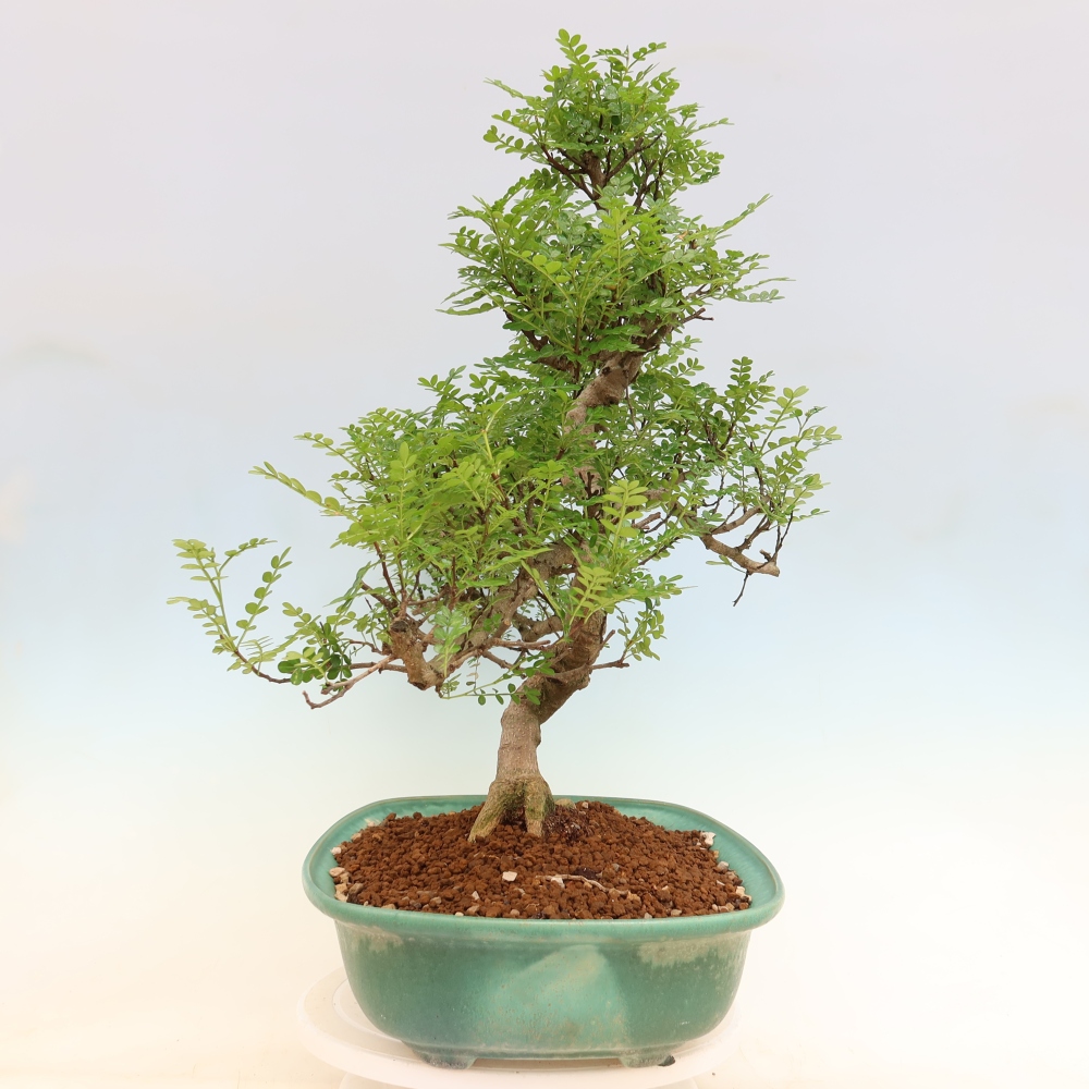 Room bonsai - Zantoxylum piperitum - pepper tree
