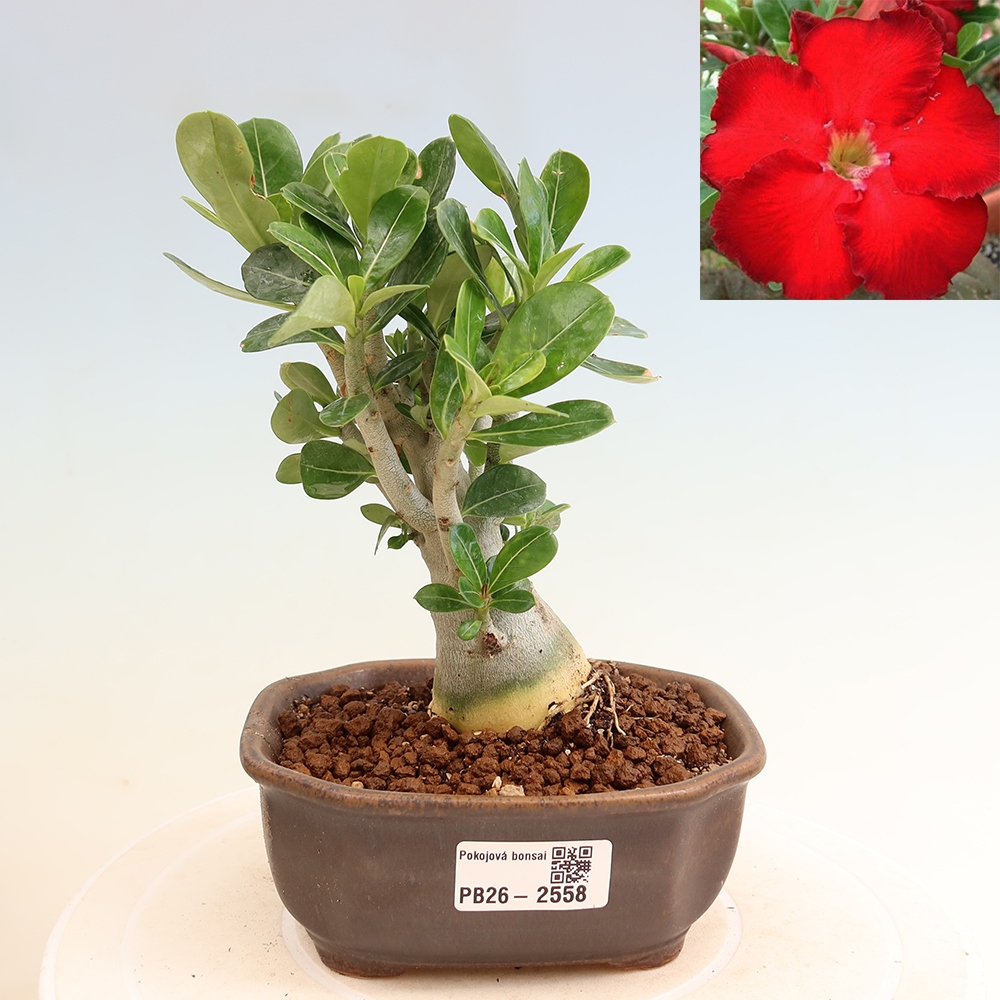 Indoor Bonsai - Adenium obesum Red Star - Desert Rose