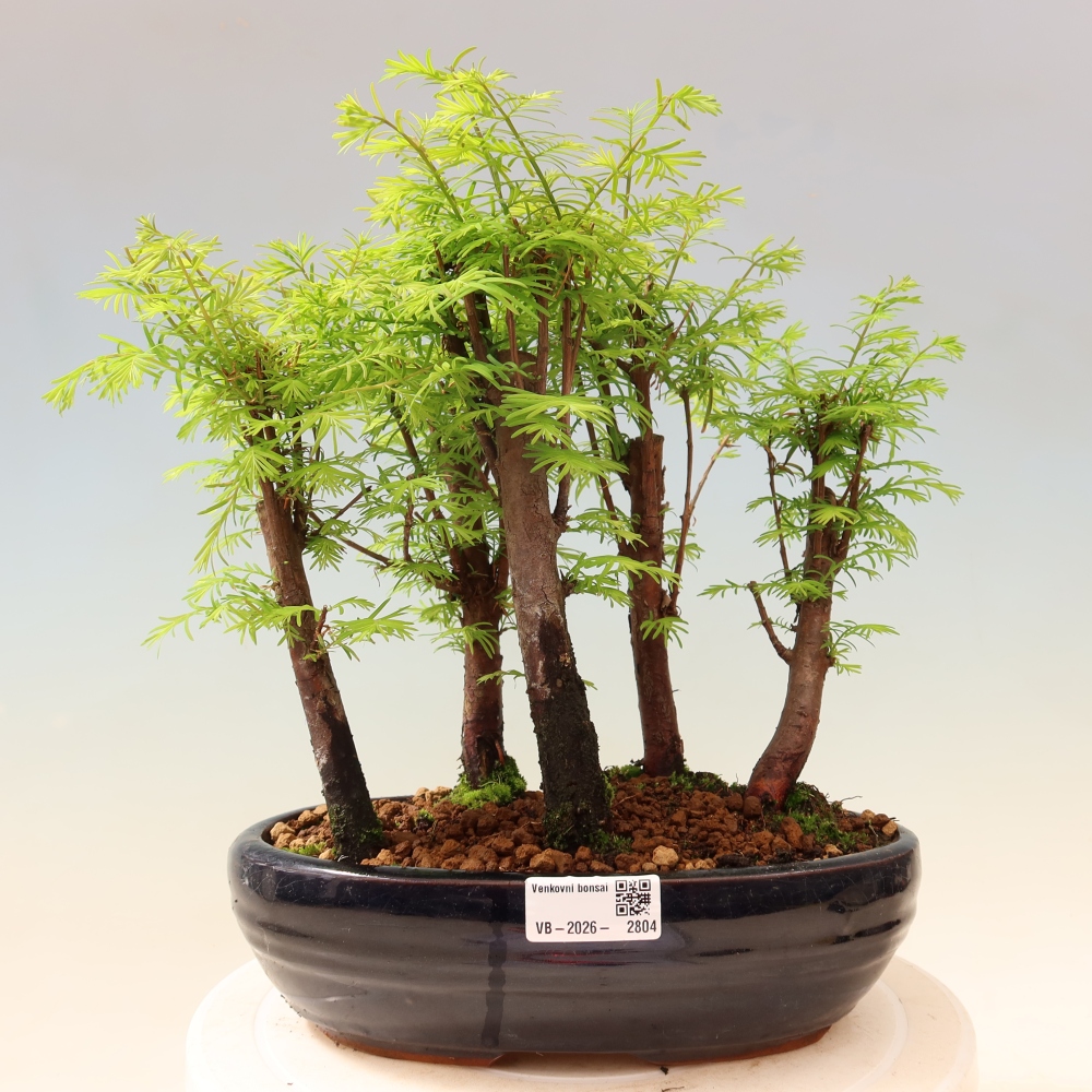 Outdoor Bonsai - Metasequoia glyptostroboides - Chinese Metasequoia - Grove
