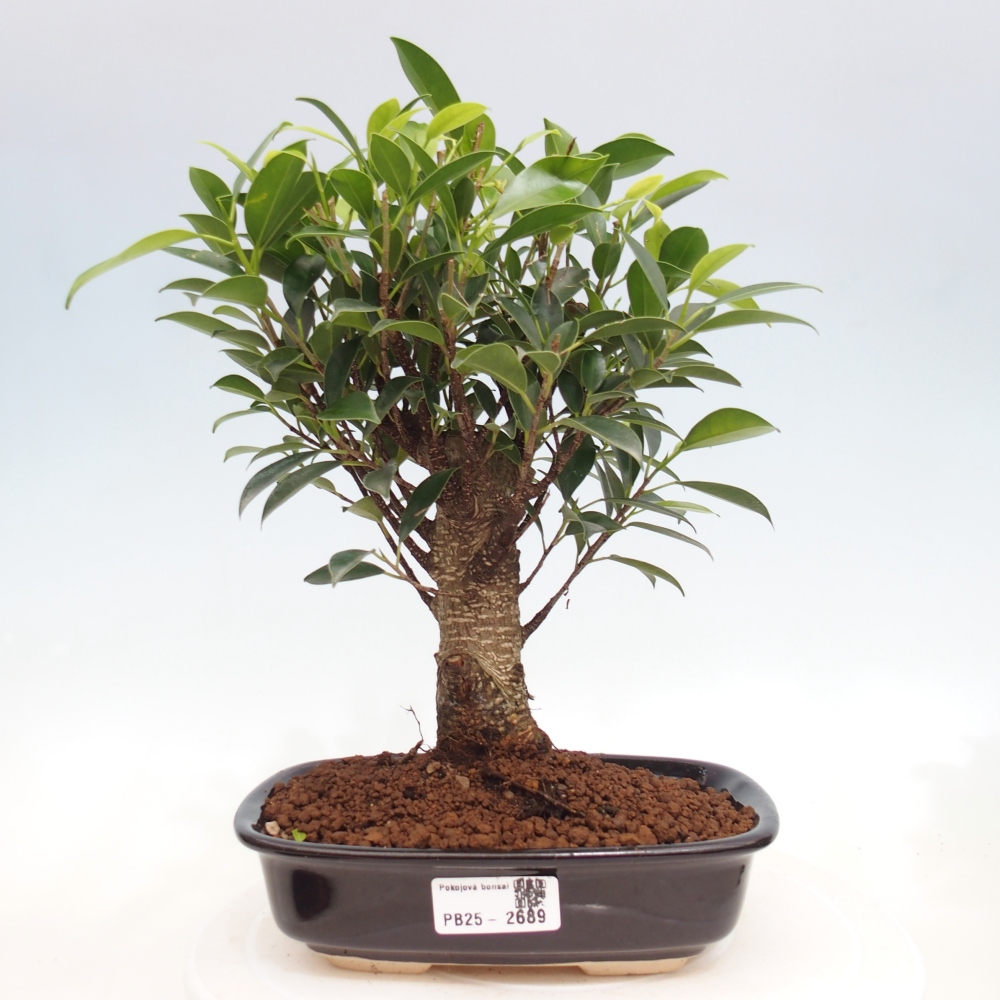 Indoor bonsai - Ficus retusa - small ficus