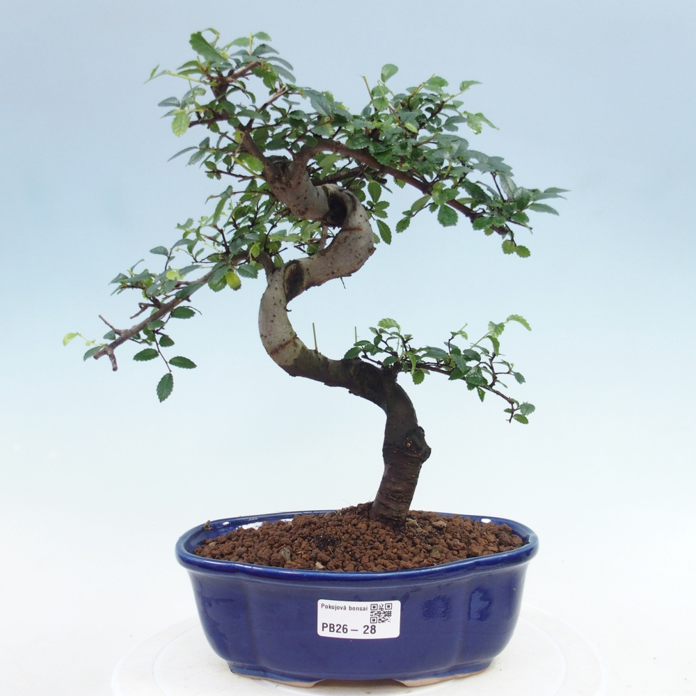 Room bonsai - Ulmus parvifolia - Small-leaved elm