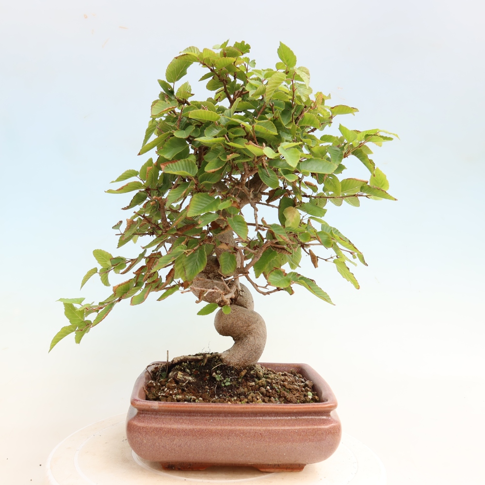 Outdoor bonsai -Carpinus CARPINOIDES - Korean Hornbeam