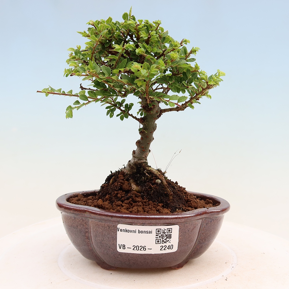 Outdoor Bonsai - Ulmus parvifolia 'Sagei' - Small-leaved Elm