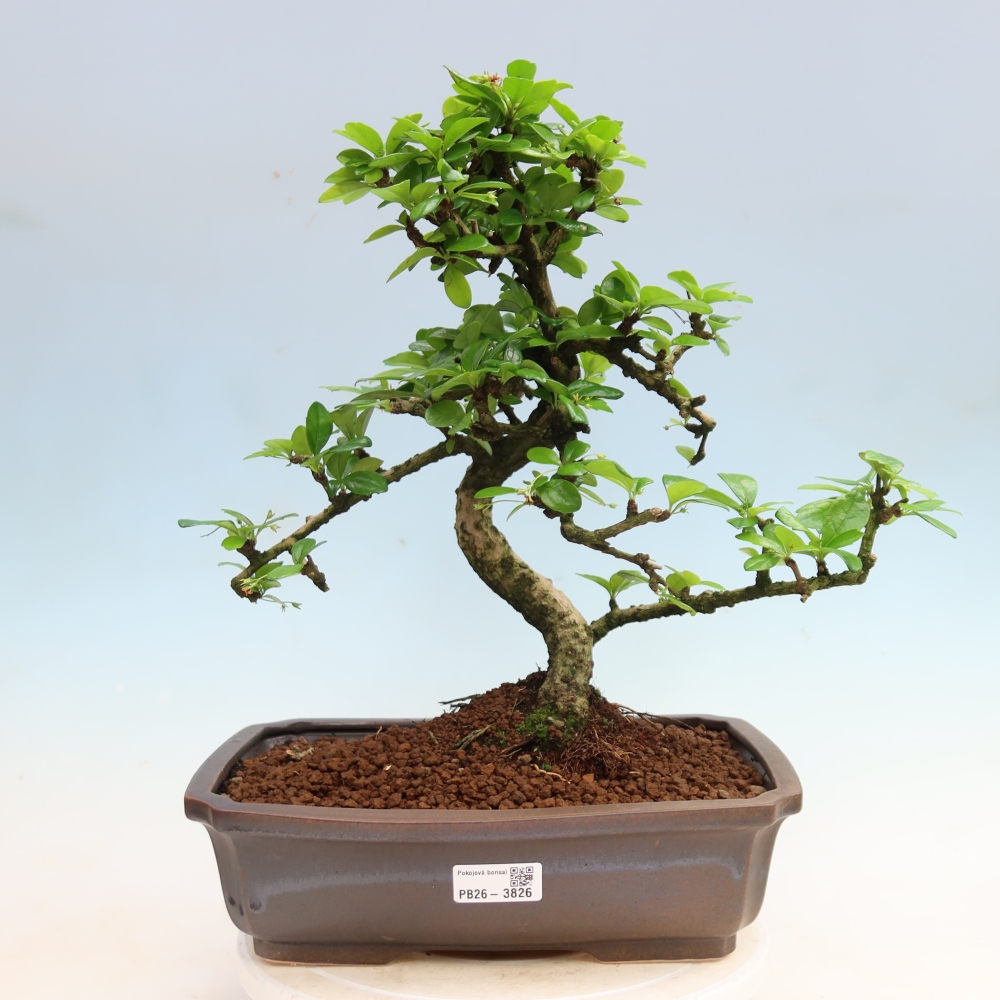 Room bonsai - Carmona macrophylla - Tea fuki