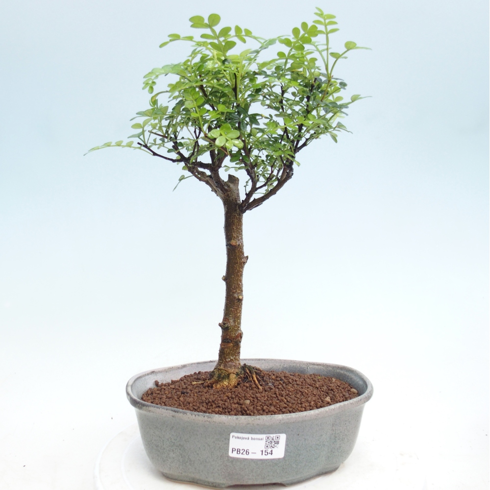 Room bonsai - Zantoxylum piperitum - pepper tree