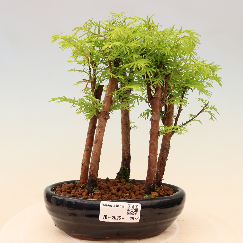 Outdoor Bonsai - Metasequoia glyptostroboides - Chinese Metasequoia - Grove