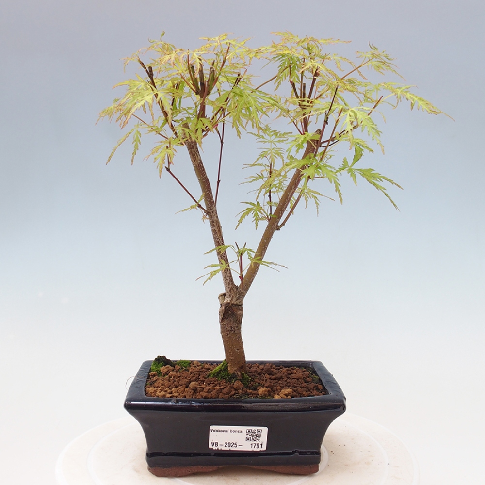 Outdoor bonsai - Acer palmatum Dissectum - Japanese Maple 