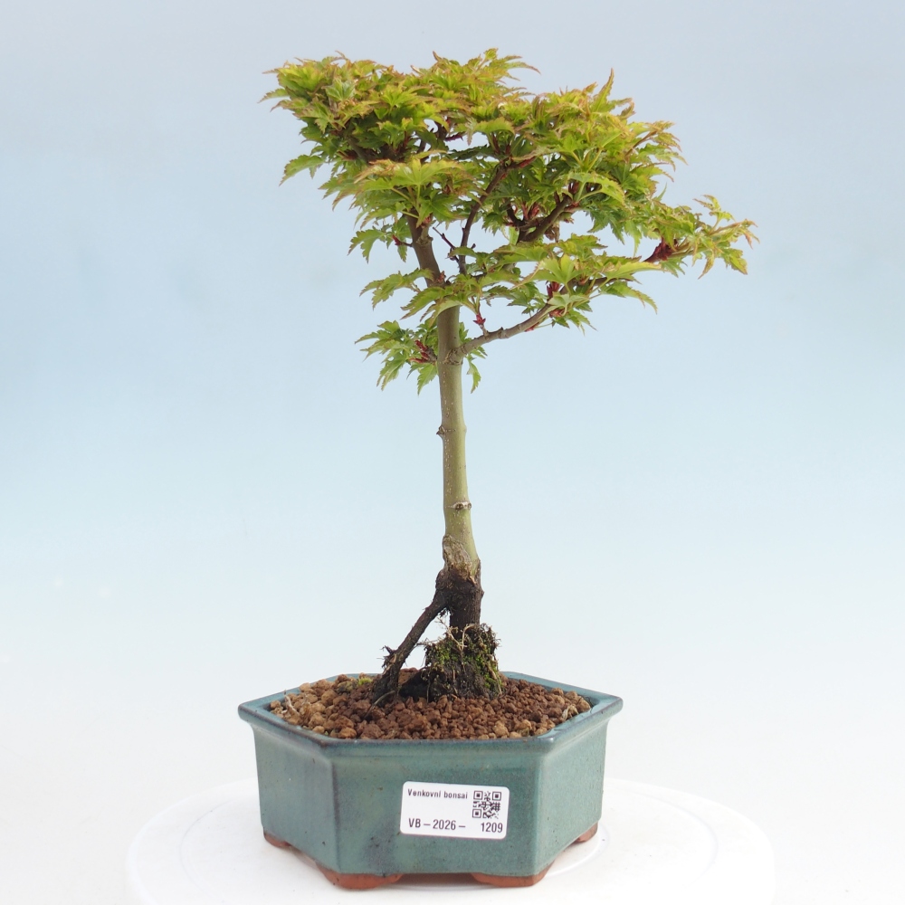 Outdoor bonsai -Javor palm Acer palmatum Shishigashira