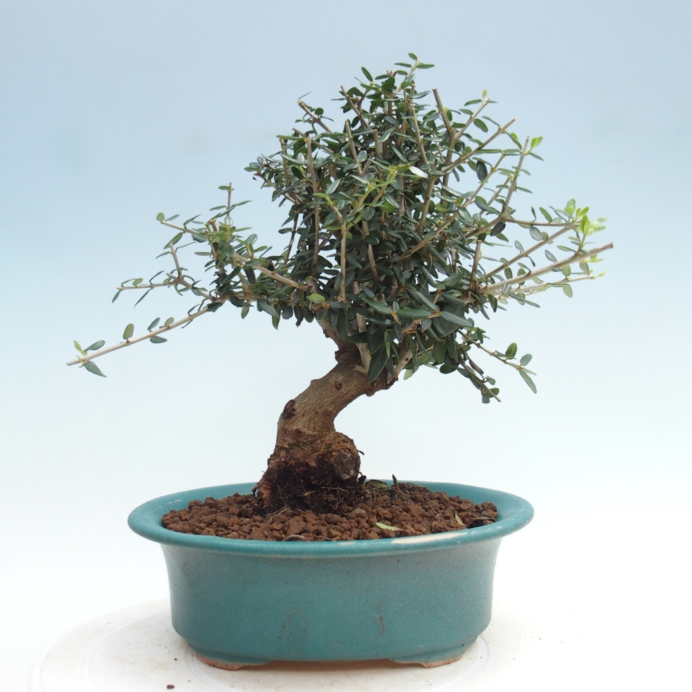 Indoor bonsai - Olea europaea sylvestris