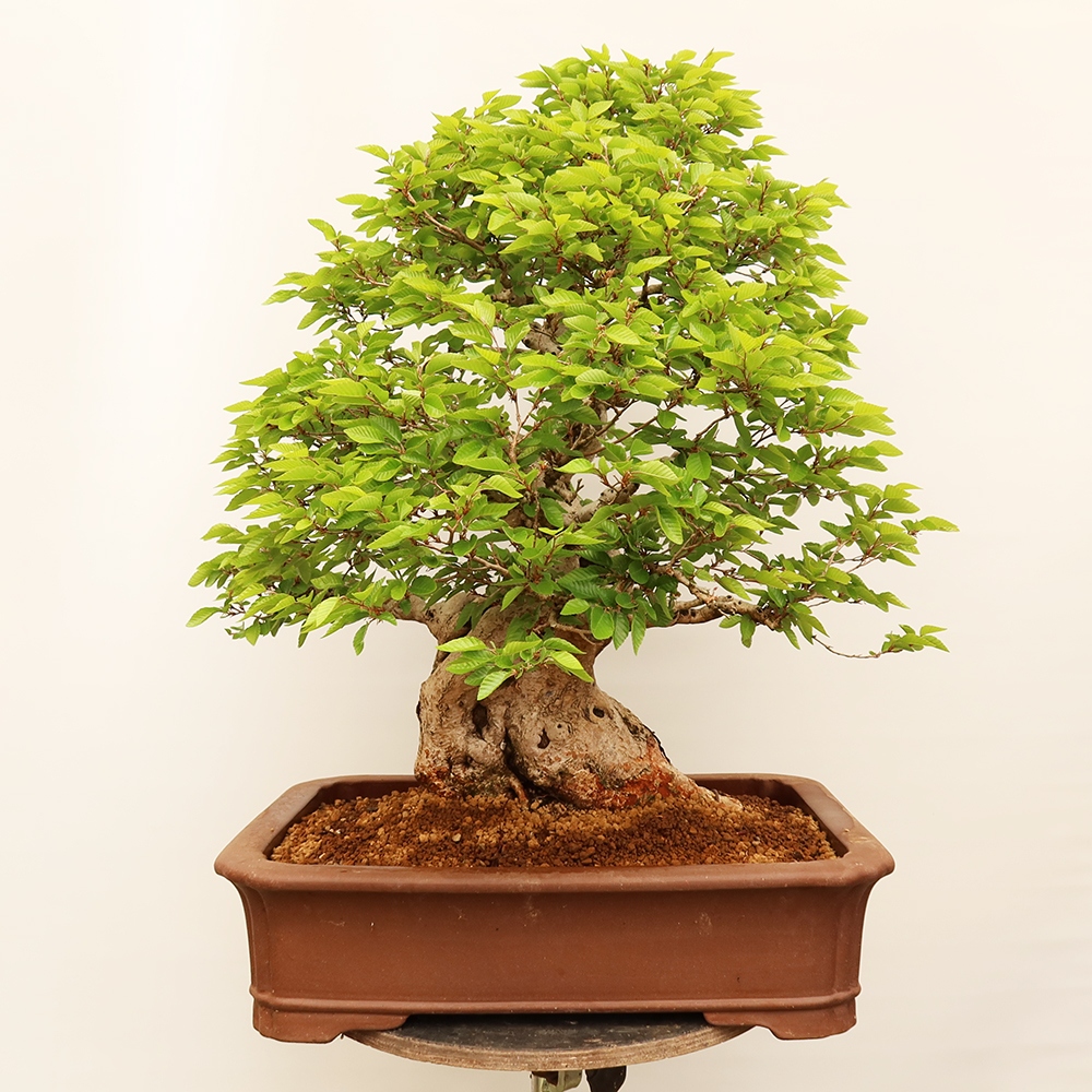 Outdoor bonsai - Carpinus Coreana - Korean hornbeam