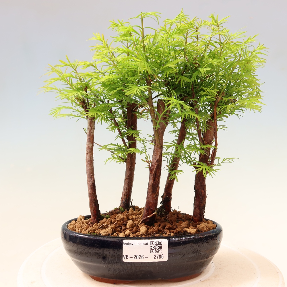 Outdoor Bonsai - Metasequoia glyptostroboides - Chinese Metasequoia - Grove
