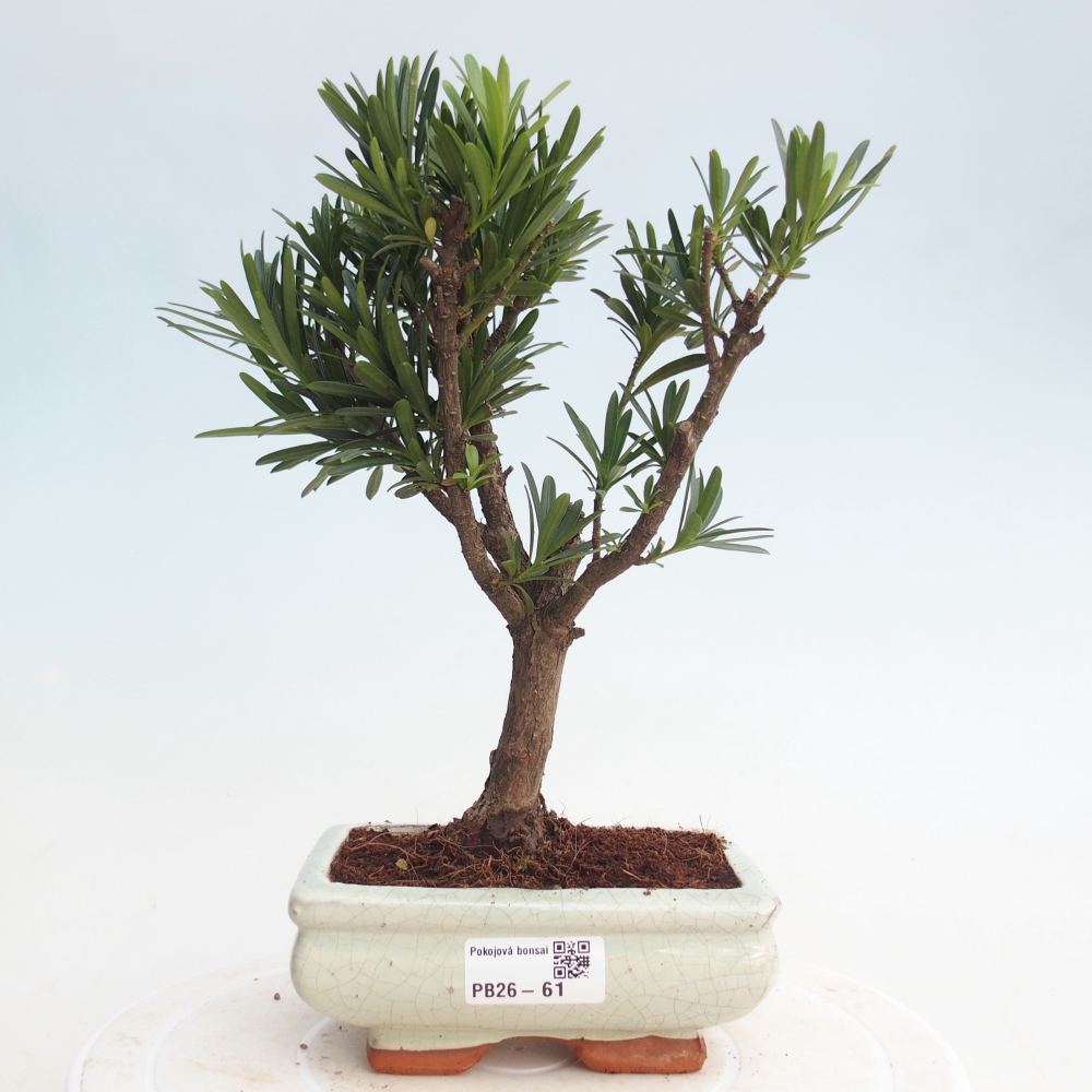 Room bonsai - Podocarpus - Stone Yew