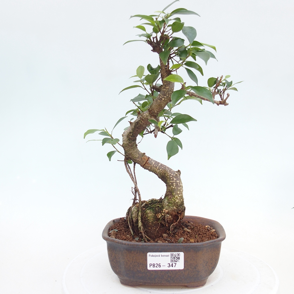 Room bonsai - Ficus retusa - small-leaved ficus
