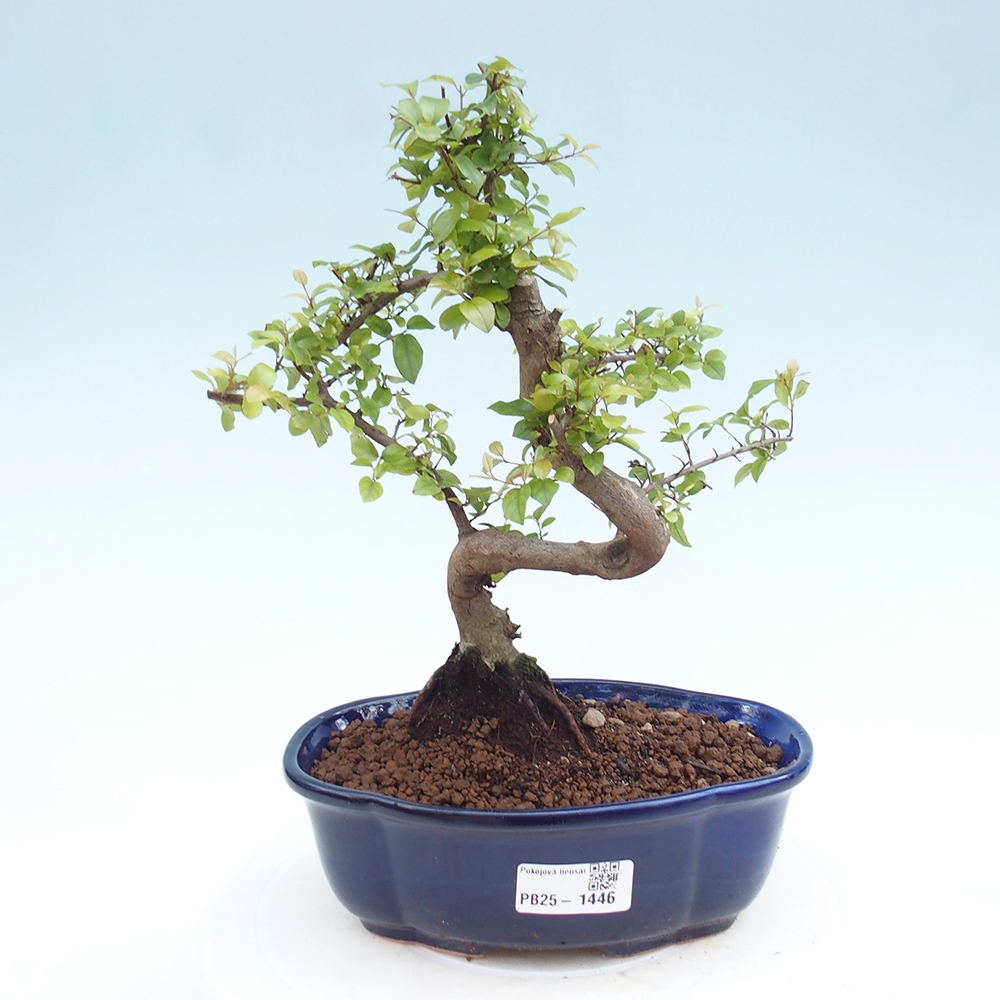 Indoor bonsai - Sagerécie thea - Sagerécie thea