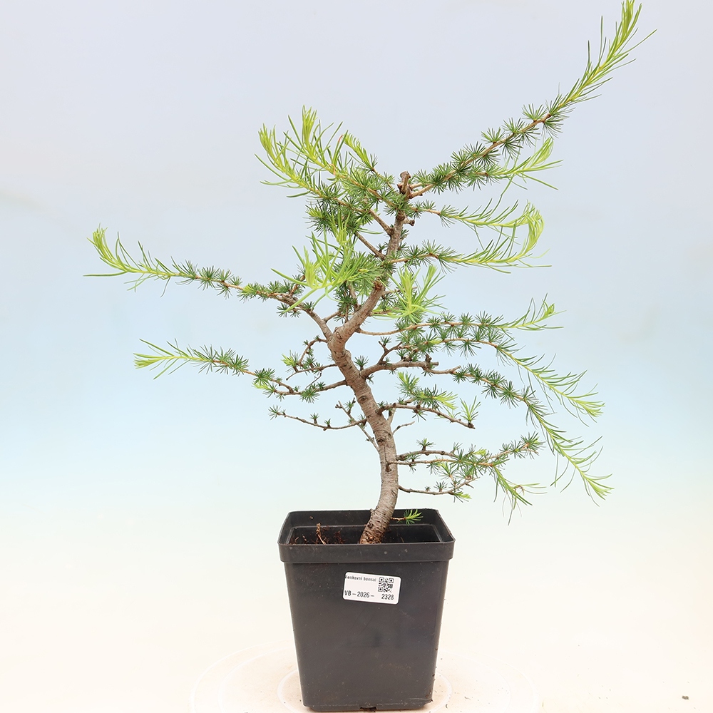 Outdoor bonsai -Larix decidua - Larch