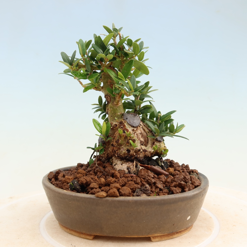 Indoor bonsai - Olea europaea sylvestris