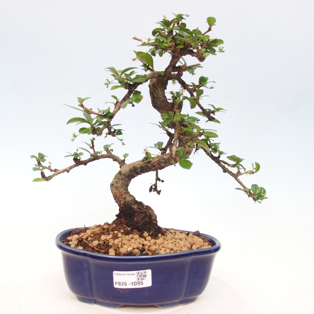 Room bonsai - Carmona macrophylla - Tea fuki