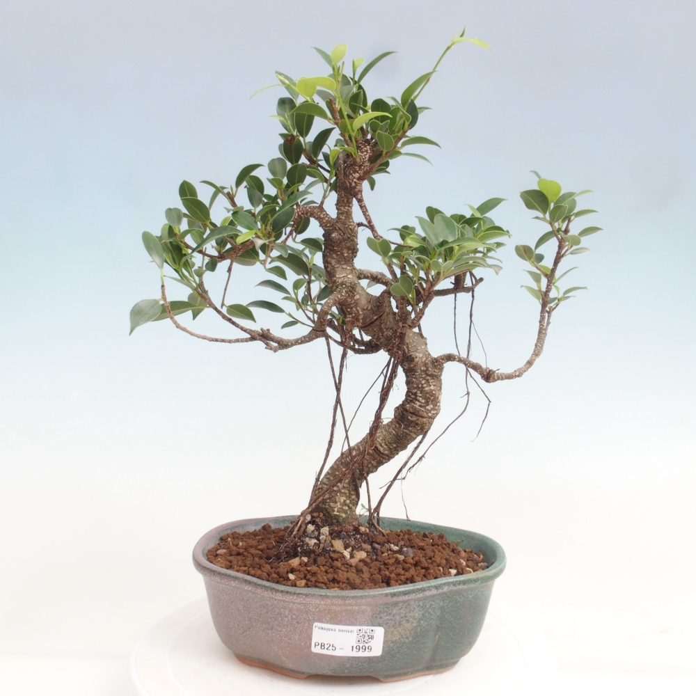 Indoor bonsai - Ficus retusa - small ficus