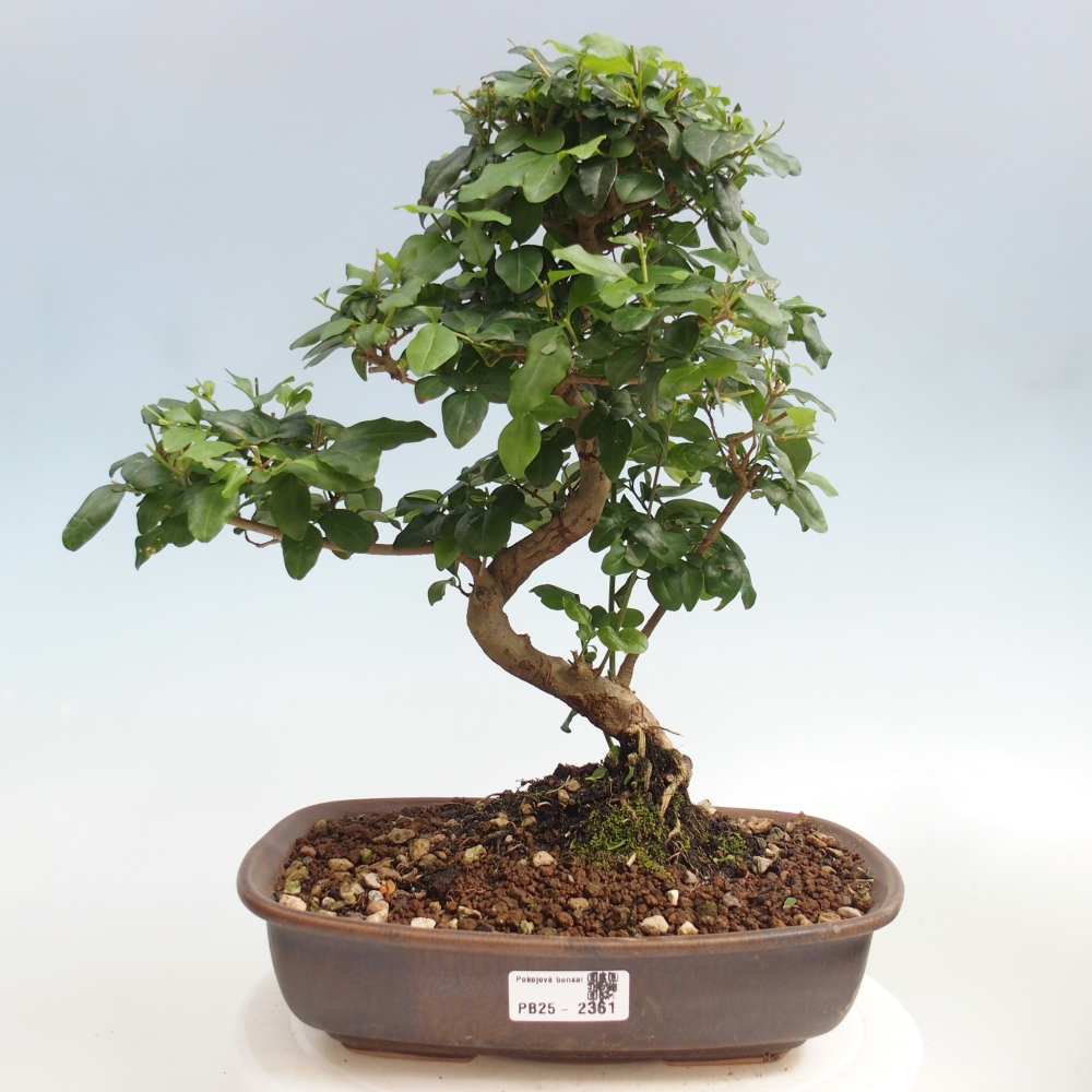Room bonsai -Ligustrum chinensis - privet