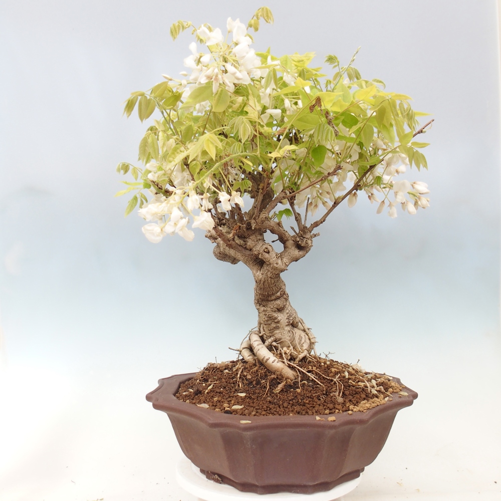 Outdoor bonsai - Vistaria - Wisteria