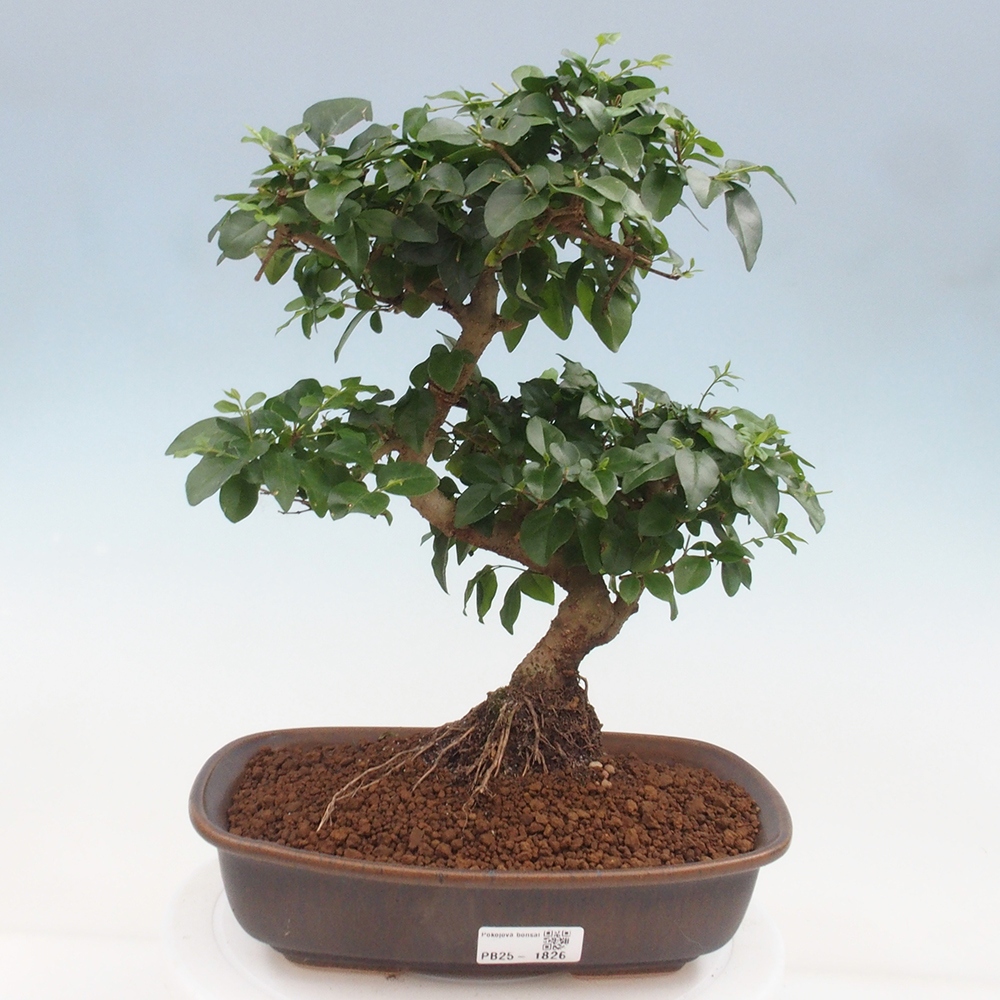 Room bonsai -Ligustrum chinensis - privet